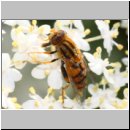 Parahelophilus sp - Teichrandschwebfliege w01c.jpg